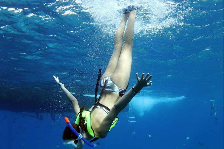 3 Zipline Adventure and 3.5 hour Afternoon Snorkel Cruise - Photo 1 of 25